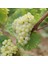 Tüplü Sauvignon Blanc Üzüm Fidanı 5