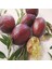 Tüplü Avustralya Blood Lime Limon Fidanı Meyve Verme Durumunda 1