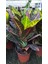Kraton Croton Petra 20 30 cm 1