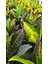 Kraton Croton Petra 20 30 cm 2