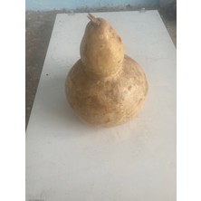 Tunca Su Kabağı Kurusu-Susak