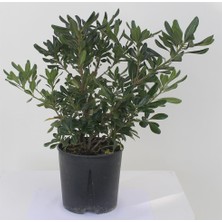 Fidancıyız Yıldız Calısı Pittosporum 20-25 cm 10 Adet