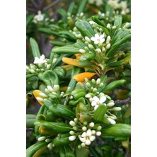 Fidancıyız Yıldız Calısı Pittosporum 20-25 cm 10 Adet