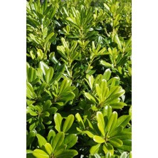 Fidancıyız Yıldız Calısı Pittosporum 20-25 cm 10 Adet