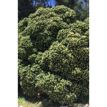 Fidancıyız Yıldız Calısı Pittosporum 20-25 cm 10 Adet