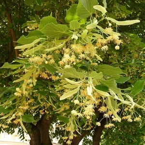 Ihlamur-2 yaş 130-180cm