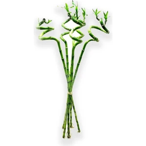 Büyük Boy Şans Bambusu Ithal Bambu Lucky Bamboo  65 70 cm