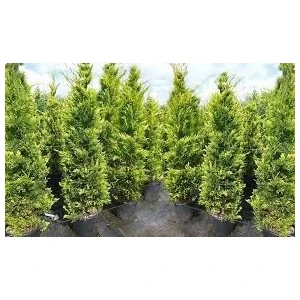 Gloria Fidancılık 12 Lt Saksıda Cupressocyparis Leylandi Fidan 80-100 cm