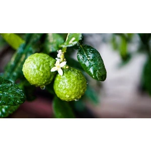 Gloria Fidancılık Tüplü Aşılı Bergamot Fidanı 2 Yaş - 90-110 Boy