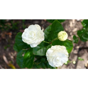 Gloria Fidancılık Saksıda 2 Yaş Kokulu Katmerli Full Yasemin Çiçeği Boy 50-70 cm