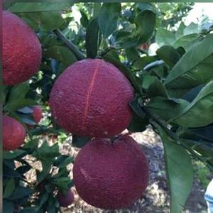 Gloria Fidancılık Tüplü Aşılı Red Blood Orange Portakal Fidanı 2 Yaş 90-110 cm Boy