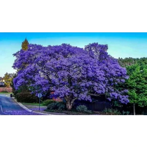 Gloria Fidancılık Saksılı Jacaranda (Jakaranda) Ağacı Fidanı (100-150 Cm)