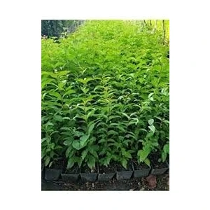 Gloria Fidancılık Çit Bitkisi Ligustrum Kurtbağrı Fidanı Boy 90-110CM 4 Adet