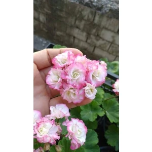 Apple Blosom Gül Sardunya boy 15 İle 20 cm