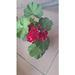 Plum Ramper Gül Sardunya boy 15 İle 20 cm