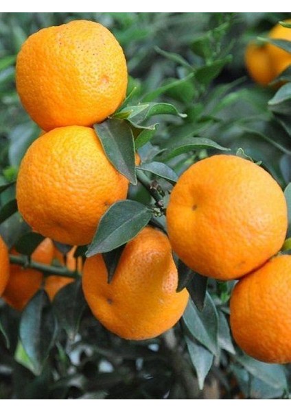 5 Yaş, Aşılı, Çin Turuncu Minyatür Kıbrıs Turuncu Fidanı, +100 cm