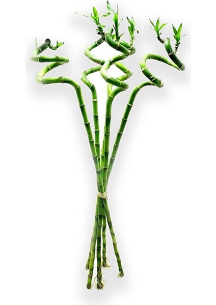 Büyük Boy Şans Bambusu Ithal Bambu Lucky Bamboo 65 70 cm