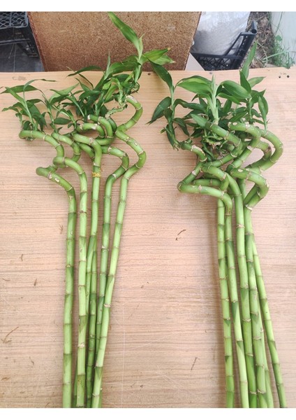 Büyük Boy Şans Bambusu Ithal Bambu Lucky Bamboo 65 70 cm