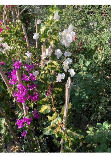 Saksıda Nadir Bulunan Alaca Yapraklı Çift Renk Begonvil(Pembe ve Beyaz)