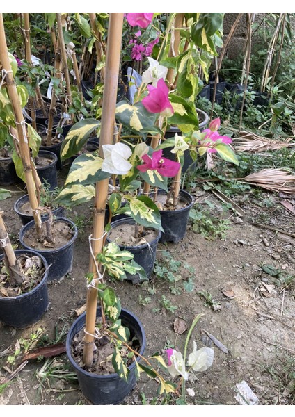 Saksıda Nadir Bulunan Alaca Yapraklı Çift Renk Begonvil(Pembe ve Beyaz) fiyatları