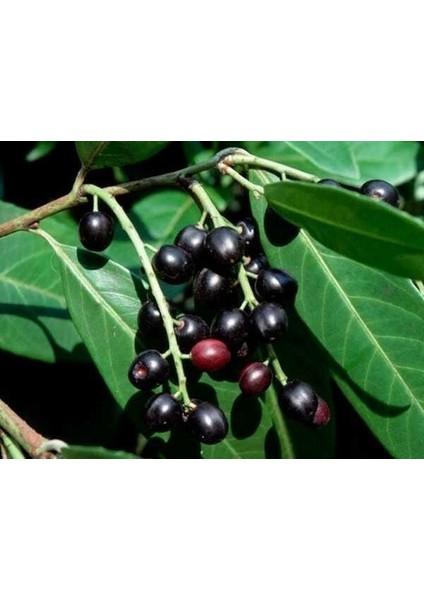 Tüplü Karayemiş (Prunus Laurocerasus) Fidanı 120-150 cm