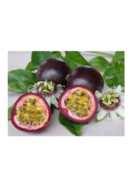 Tüplü Passion Fruit -Tutku-Aşk Meyvesi Fidanı 4 Yaş (150-200 Cm)