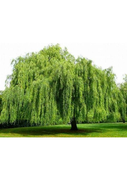 Tüplü Salkım Söğüt Ağacı Fidanı 5 Yaş (180-250 Cm)