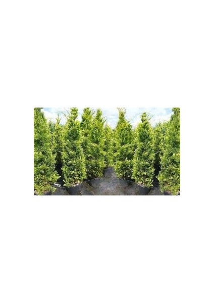12 Lt Saksıda Cupressocyparis Leylandi Fidan 80-100 cm