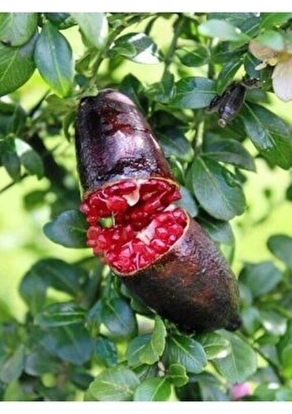 Kırmızı Finger Lime Fidanı 2 Yaş 80-110 cm Boy