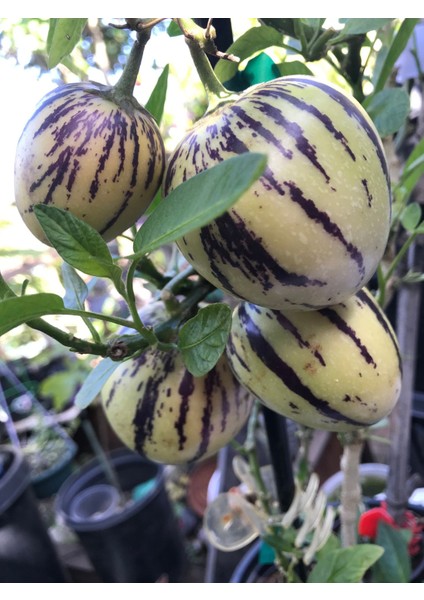 4 Adet Tüplü Salkım Pepino Fidanı Yaş 1 Boy 45-65CM