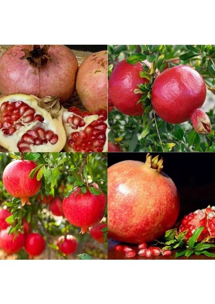 4'lü Nar Paketi Tüplü Tatlı Nar-Hicaz Narı-Katırbaşı-Keben Narı 80-110 cm