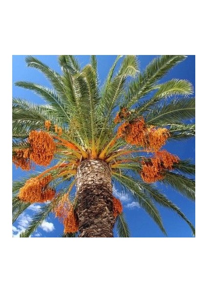 Tüplü Arabistan Hurması Fidanı 2 Yaş 40-60 cm