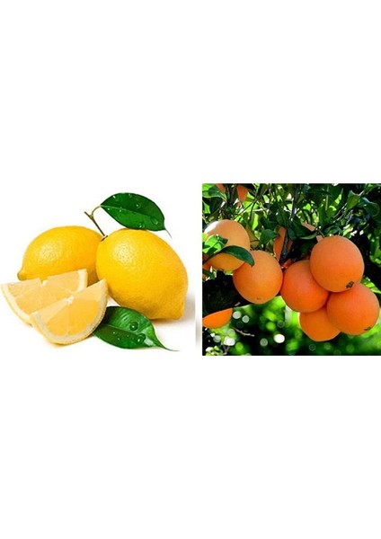 Tüplü Aşılı Bodur Saksılık Nevalina Portakal + Yediveren Limon 2 Yaş Boy 70-80CM (2li Paket)