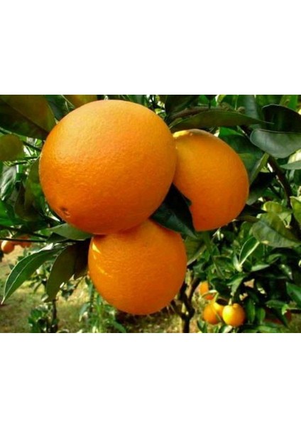 Bodur Aşılı Yediveren Limon-Portakal-Kamkat-Mandalina Fidanı