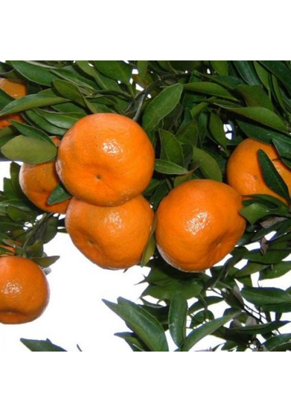 Bodur Aşılı Yediveren Limon-Portakal-Kamkat-Mandalina Fidanı