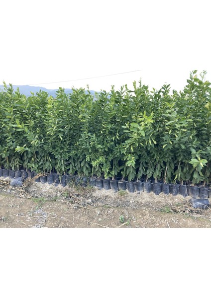 Bodur Aşılı Yediveren Limon-Portakal-Kamkat-Mandalina Fidanı