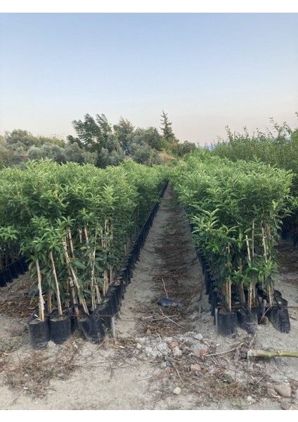 Tüplü Aşılı Bodur Kan Portaklı + Kamkat Fidanı 2 Yaş