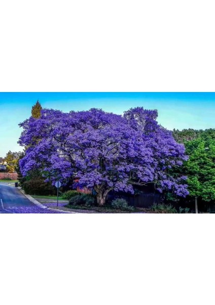 Saksılı Jacaranda (Jakaranda) Ağacı Fidanı (100-150 Cm)