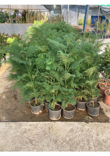 Saksılı Jacaranda (Jakaranda) Ağacı Fidanı (100-150 Cm) fırsatları