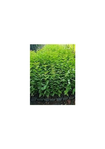 Çit Bitkisi Ligustrum Kurtbağrı Fidanı Boy 90-110CM 2 Adet