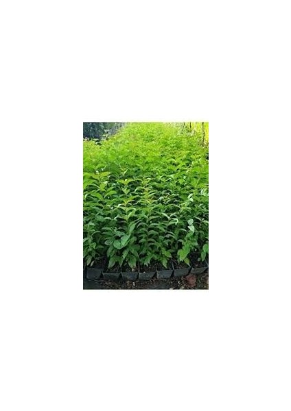 Çit Bitkisi Ligustrum Kurtbağrı Fidanı Boy 90-110CM 4 Adet