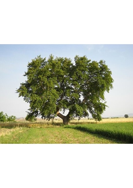 Tüplü Çınar Ağacı (Platanus Orientalis) Fidanı (200-300 Cm)
