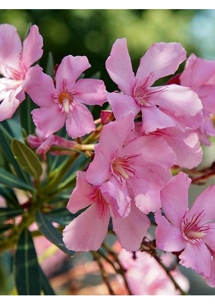 Tüplü Zakkum Fidanı Pembe Çiçekli Nerium Oleander