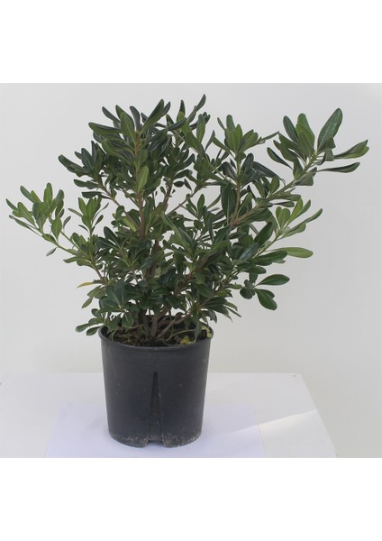 Yıldız Calısı Pittosporum 20-25 cm 10 Adet