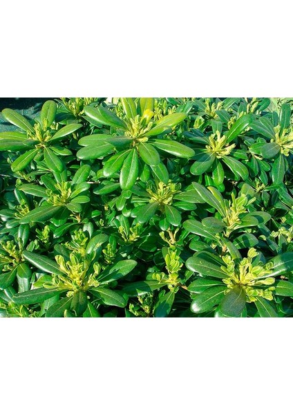 Yıldız Calısı Pittosporum 20-25 cm 10 Adet