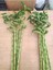 Büyük Boy Şans Bambusu Ithal Bambu Lucky Bamboo 65 70 cm 2