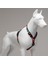 Reindeer Köpek Göğüs Tasması Small 1