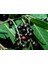 Tüplü Karayemiş (Prunus Laurocerasus) Fidanı 120-150 cm 1