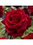 Saksıda Kırmızı Gül Fidanı 100-120 cm 1
