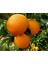 Bodur Aşılı Yediveren Limon-Portakal-Kamkat-Mandalina Fidanı 1